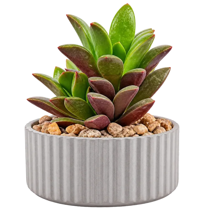 indoorGreens project visual